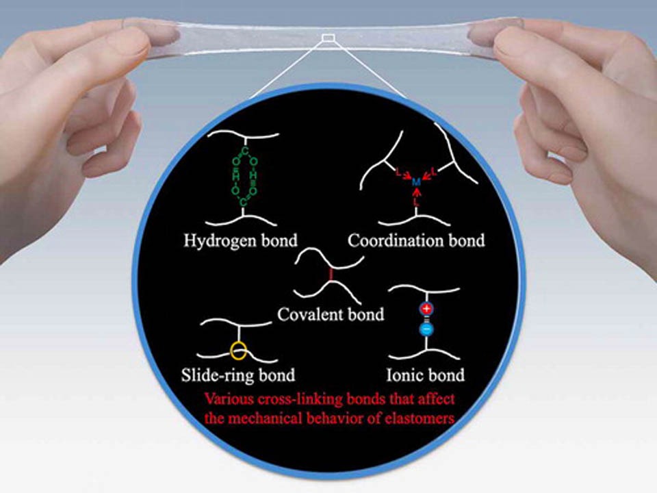 Elastomers develop stronger bonds of attachment
