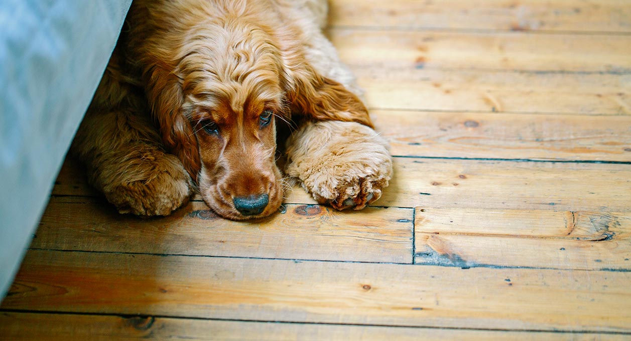 Puppy lying on wooden floor