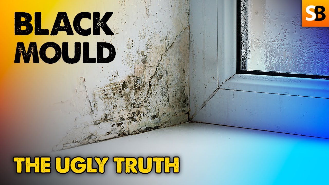 The Ugly Truth About Black Mould