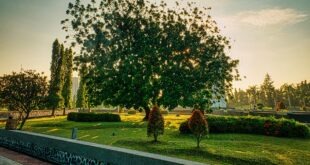 Professional Landscaping and Garden Care