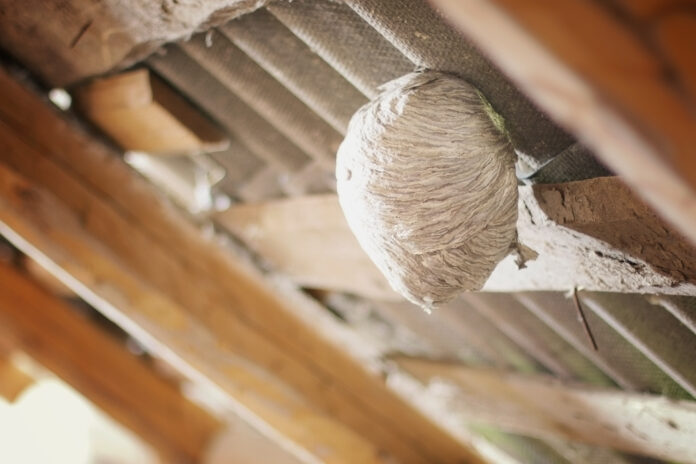 Wasp nest hidden near a home requiring careful removal and treatment
